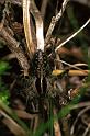 Pardosa_monticola_F1425_Z_78_Mont Aigoual_Frankrijk